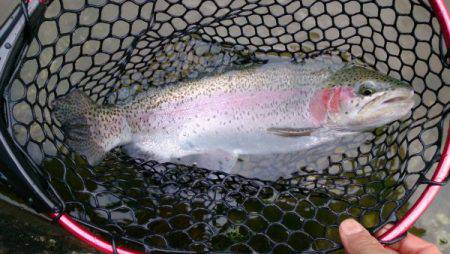 フィッシングエリア帝釈 釣果