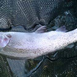 フィッシングエリア帝釈 釣果