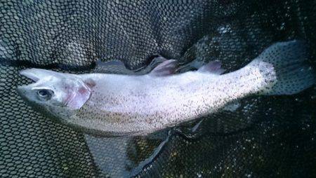 フィッシングエリア帝釈 釣果