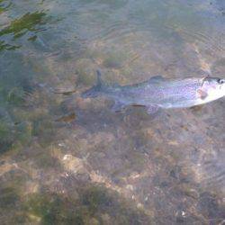 フィッシングエリア帝釈 釣果