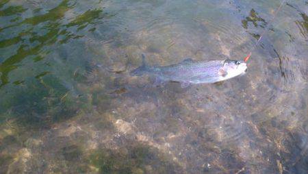 フィッシングエリア帝釈 釣果