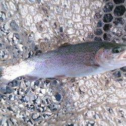 フィッシングエリア帝釈 釣果