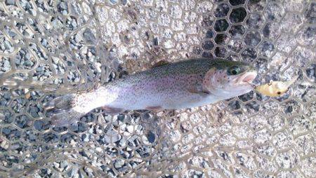 フィッシングエリア帝釈 釣果