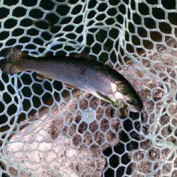 フィッシングエリア帝釈 釣果