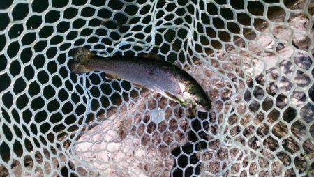 フィッシングエリア帝釈 釣果