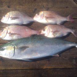 由良海上釣り堀 海人 釣果