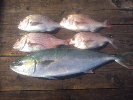 由良海上釣り堀 海人 釣果