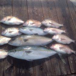 由良海上釣り堀 海人 釣果