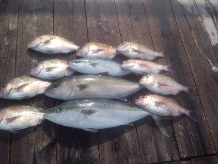 由良海上釣り堀 海人 釣果