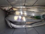 おおせき丸 釣果