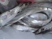 おおせき丸 釣果