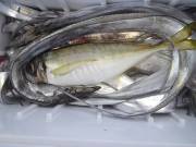 おおせき丸 釣果