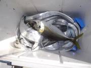 おおせき丸 釣果