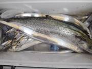 おおせき丸 釣果