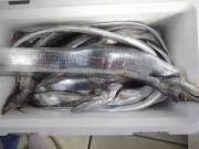 おおせき丸 釣果