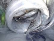 おおせき丸 釣果