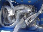 おおせき丸 釣果