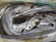 おおせき丸 釣果