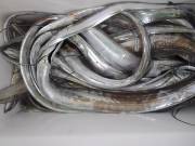 おおせき丸 釣果