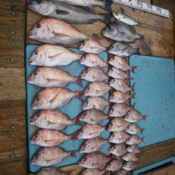 磯部釣船 直栄丸 釣果