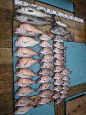 磯部釣船 直栄丸 釣果