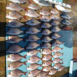 磯部釣船 直栄丸 釣果