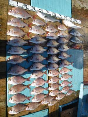 磯部釣船 直栄丸 釣果