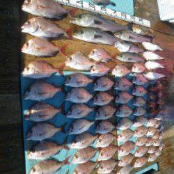 磯部釣船 直栄丸 釣果