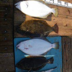 磯部釣船 直栄丸 釣果