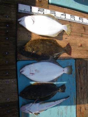 磯部釣船 直栄丸 釣果