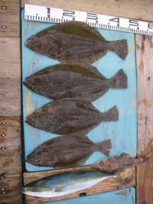 磯部釣船 直栄丸 釣果