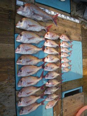 磯部釣船 直栄丸 釣果