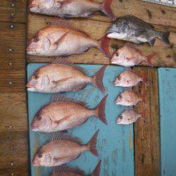 磯部釣船 直栄丸 釣果