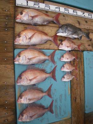 磯部釣船 直栄丸 釣果