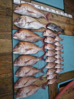 磯部釣船 直栄丸 釣果