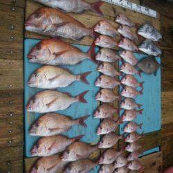 磯部釣船 直栄丸 釣果