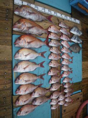 磯部釣船 直栄丸 釣果