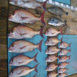 磯部釣船 直栄丸 釣果