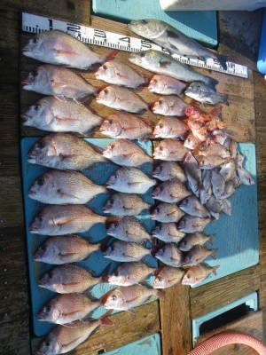 磯部釣船 直栄丸 釣果