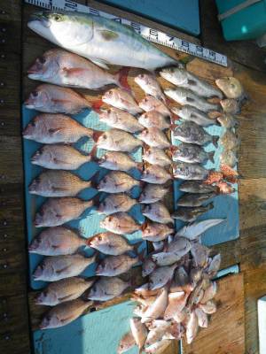 磯部釣船 直栄丸 釣果