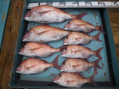 磯部釣船 直栄丸 釣果