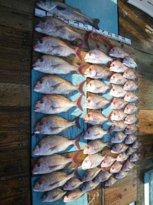 磯部釣船 直栄丸 釣果