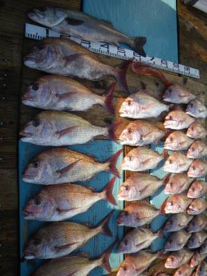 磯部釣船 直栄丸 釣果