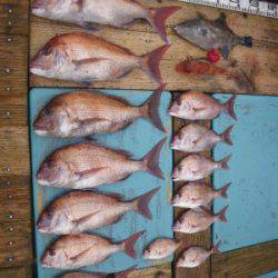 磯部釣船 直栄丸 釣果