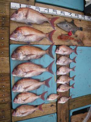 磯部釣船 直栄丸 釣果