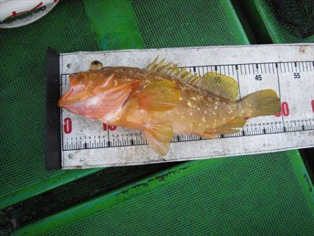 海宝丸　島根 釣果