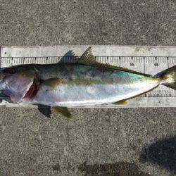 海宝丸　島根 釣果