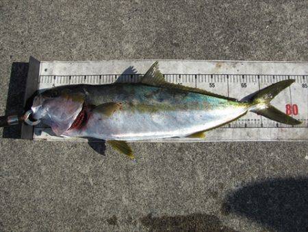 海宝丸　島根 釣果