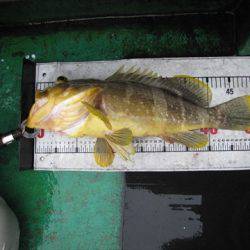 海宝丸 島根 釣果