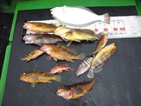 海宝丸 島根 釣果